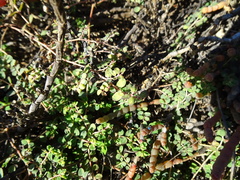 Euphorbia drummondii