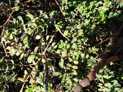 Euphorbia drummondii