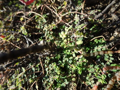 Euphorbia drummondii