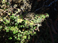Euphorbia drummondii
