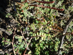 Euphorbia drummondii