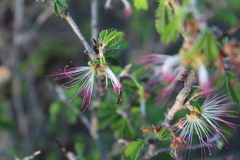 Calliandra eriophylla