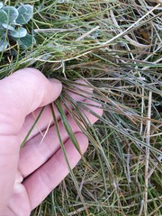Aciphylla indurata