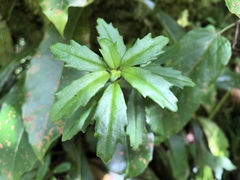 Lysionotus pauciflorus