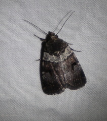 Thoracolopha flexirena