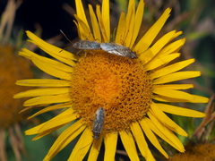 Nysius graminicola