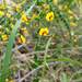 Daviesia squarrosa - Photo (c) Brooke Corrigan, μερικά δικαιώματα διατηρούνται (CC BY-NC), uploaded by Brooke Corrigan