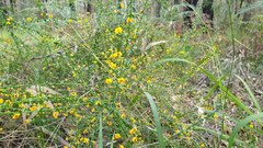 Daviesia squarrosa