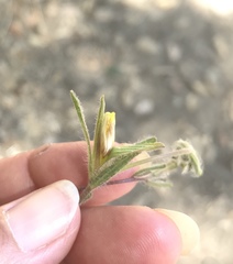 Cordylanthus pilosus pilosus