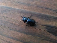 Dorcus rubrofemoratus yamadai