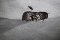 Thoracolopha flexirena