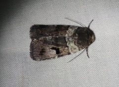 Thoracolopha flexirena