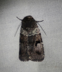 Thoracolopha flexirena