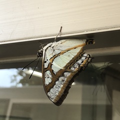 Polyura weismanni