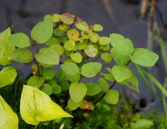 Spiraea beauverdiana