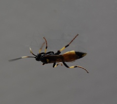 Ichneumon stramentor