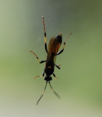 Ichneumon stramentor