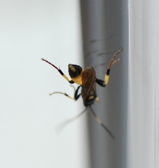 Ichneumon stramentor