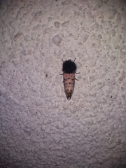 Xanthopastis moctezuma