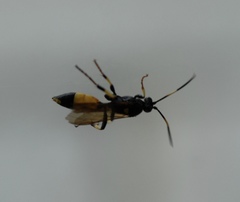 Ichneumon stramentor