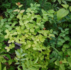 Spiraea beauverdiana