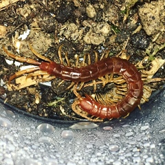 Scolopocryptops nigridius