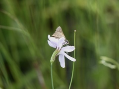 Hesperia attalus