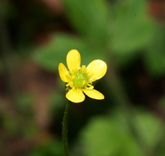 Ranunculus plebeius