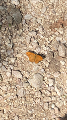 Argynnis paphia