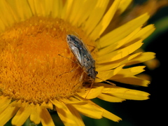 Nysius graminicola