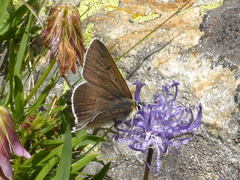 Lycaena tityrus subalpina