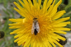 Bembix americana spinolae