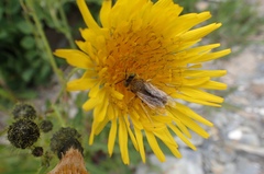 Bembix americana spinolae