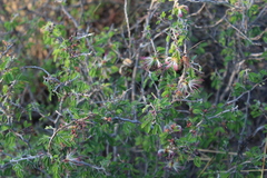 Calliandra eriophylla