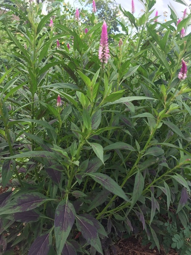 Quail Grass