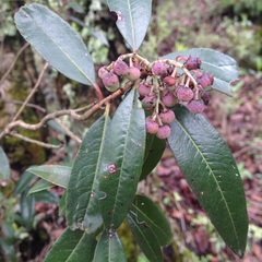 Comarostaphylis discolor