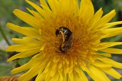 Bembix americana spinolae