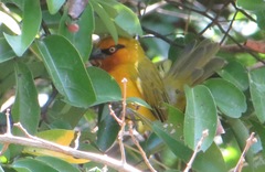 Ploceus ocularis suahelicus