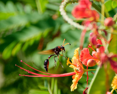 Delta pyriforme circinale