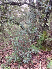 Comarostaphylis discolor