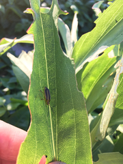 Trirhabda canadensis
