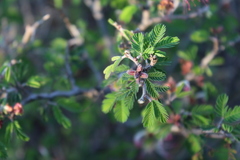 Calliandra eriophylla