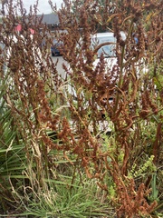 Rumex maritimus