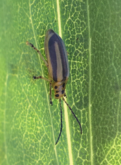 Trirhabda canadensis