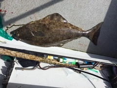 Hippoglossus stenolepis