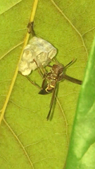 Polistes stabilinus