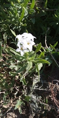 Tournefortia sibirica