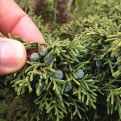 Juniperus monticola