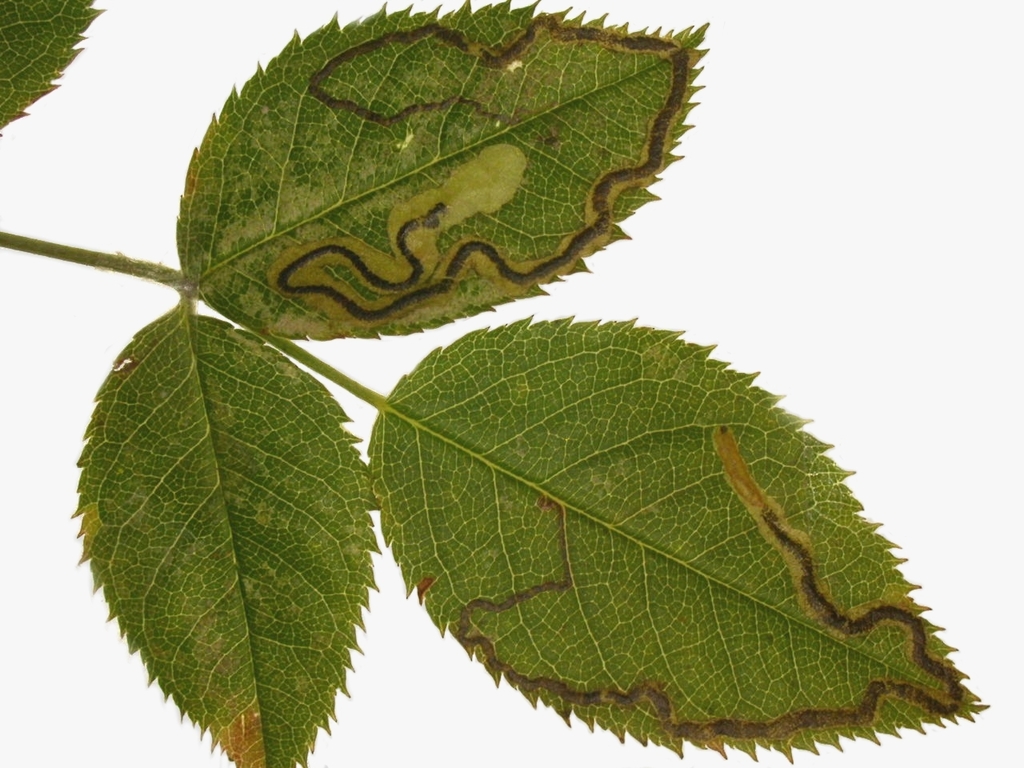 Rose Leaf Miner
