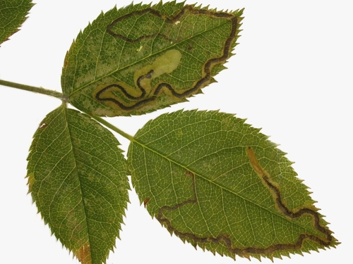 Rose Leaf Miner